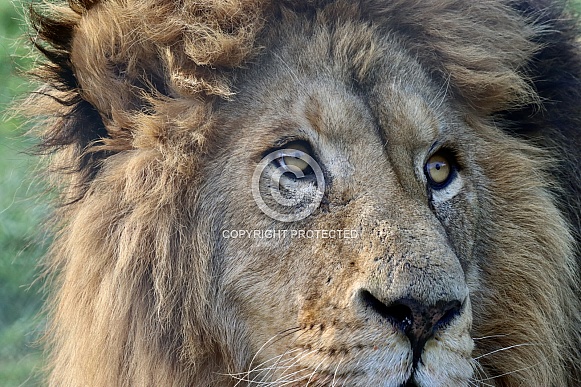 Lion face extreme close up