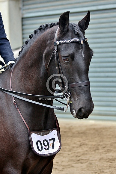 Dressage Horse Portrait