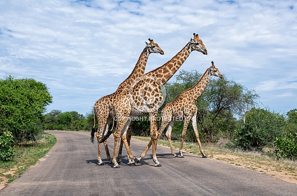 Giraffe Crossing A Road
