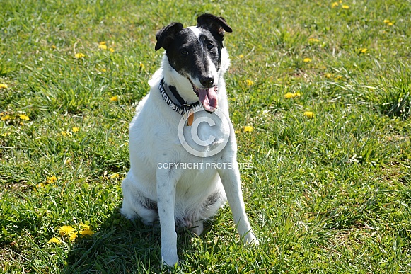 Smooth Fox terrier