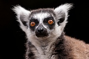 Ring Tailed Lemur Face Shot Close Up Black Background