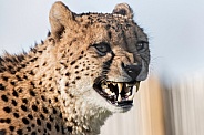 Cheetah close up snarling