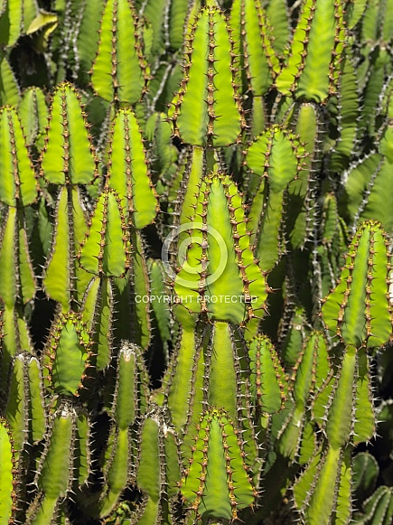 Cactus - Fuerteventura in the Canary Islands