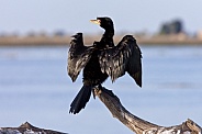 Reed Cormorant drying its wings