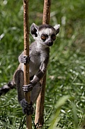 Ring-tailed lemur baby climbing