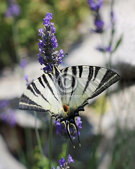 Scarce Swallotail On Lavender