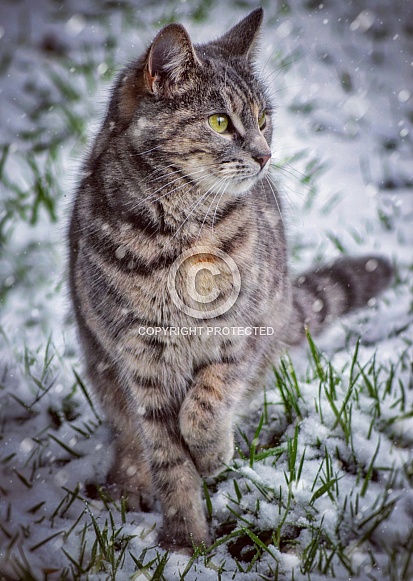 Tabby in the Snow