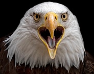 Bald Eagle Close Up Beak Open