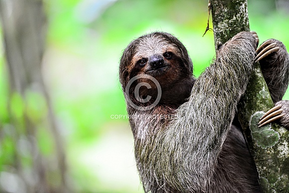 3 Toed Sloth, close up, holding onto tree