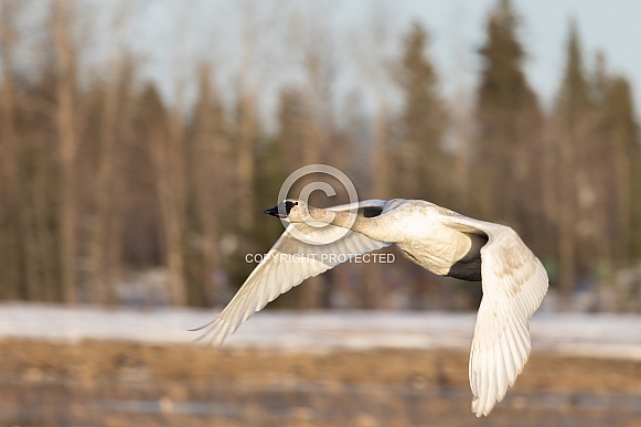 Trumpeter Swan Flying over a Field in Alaska