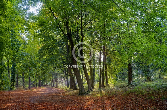 Woodland - North Yorkshire - England