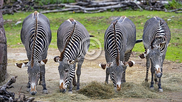 Four zebras