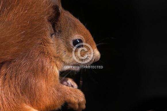 Red Squirrel Close Up