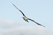 Black Shouldered Kite in Flight