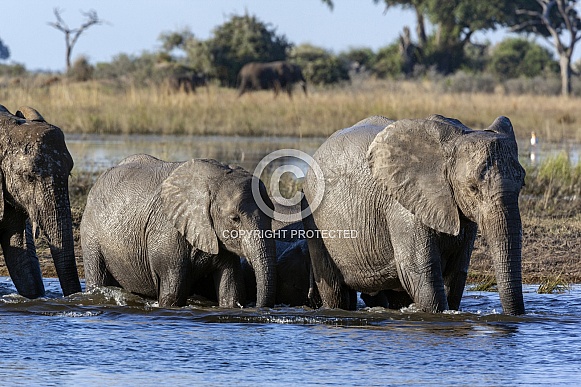 African Elephants - Botswana