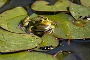 Green Frog On Lillypad