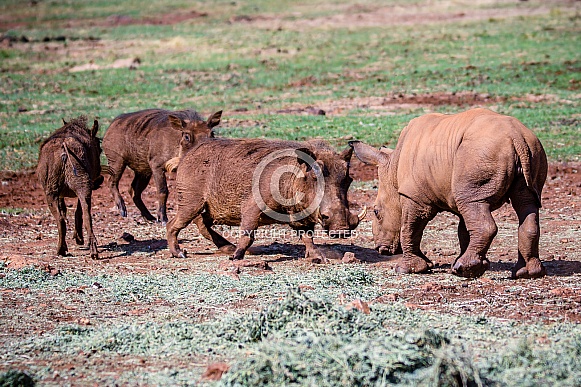 Rhino and Warthog