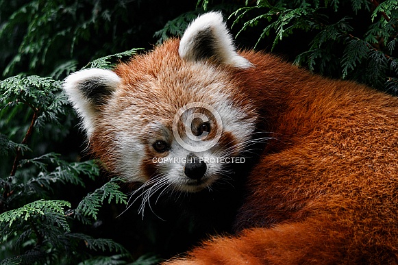 Red Panda Close up