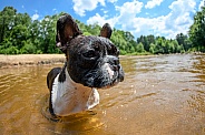 French bulldog in the river