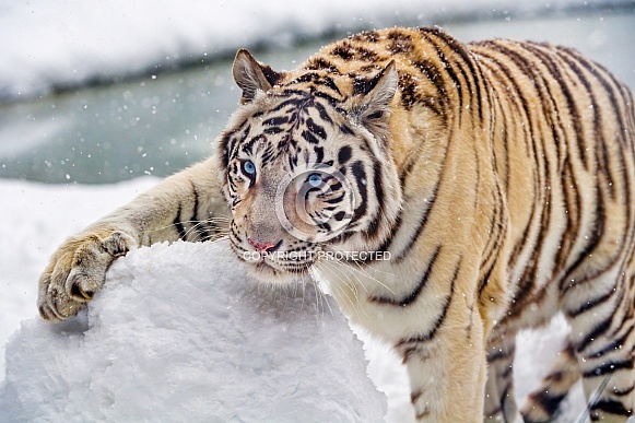 White tiger with snowball