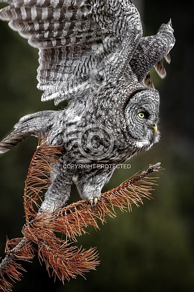 Great Grey Owl--Great Grey Takeoff