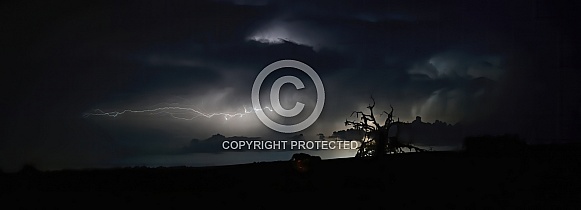 lightning strike with old dead live oak tree silhouette
