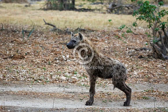 Hyena (wild)