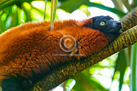 Male Ruffed Lemur