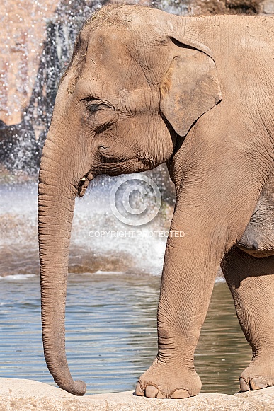 Asian Elephant With Waterfall Behind