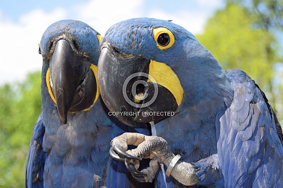 Hyacinth macaw parrots