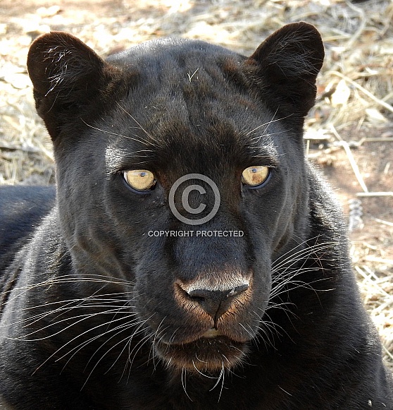 Male Black Leopard