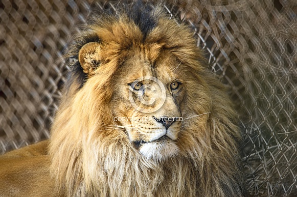 Captive male lion resting in the desert heat