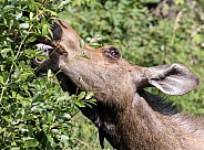 Cow Moose Eating Closeup