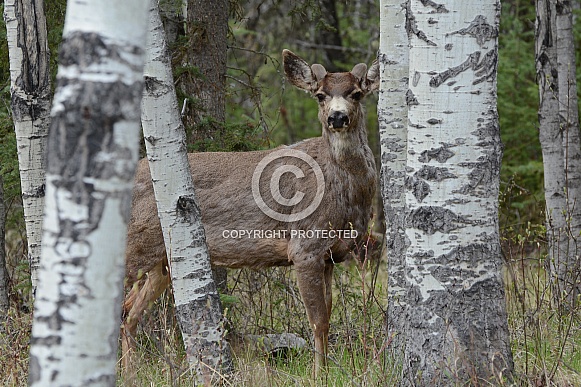 Mule Deer in the wilderness of BC Canada