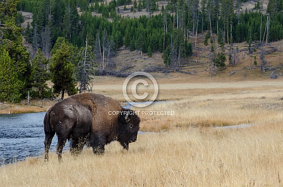 Bison on the Nez Perce Creek