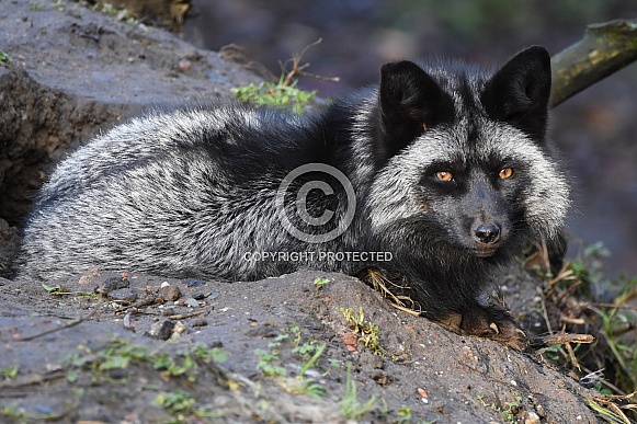 Silver fox