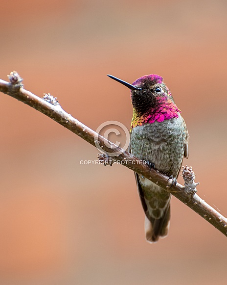 Anna's Hummingbird (Male)