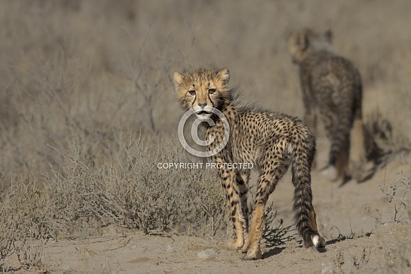 Cheetah cub looking back