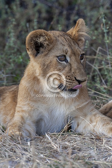 Lion cub - Botswana - Africa