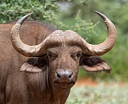 Young African Buffalo Portrait
