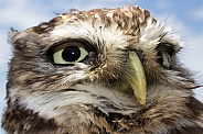 Little Owl Headshot