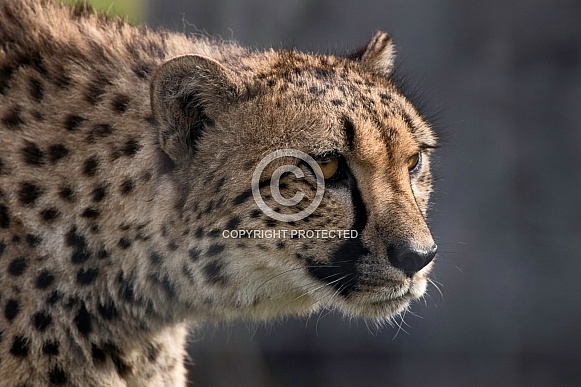 Cheetah Stalking Side Profile