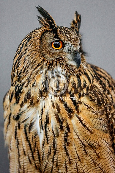 Eurasian Eagle Owl--Euasian Eagle Owl Profile