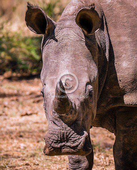 Young White Rhino