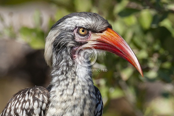 Red-billed Hornbill - Botswana