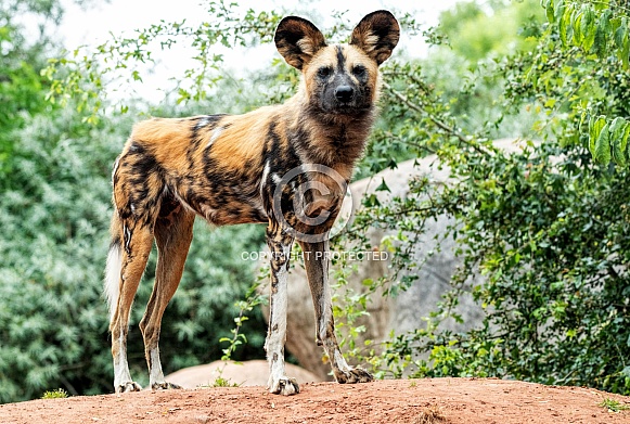 African Wild Dog Full Body Standing Upright