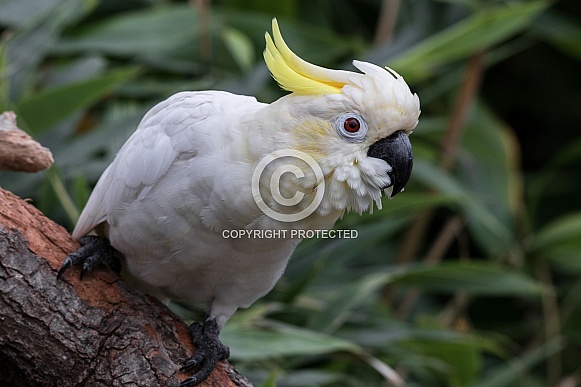 Female Sulfur Crested Cockatoo