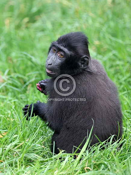crested macaque (Macaca nigra)