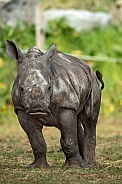Portrait Shot of Baby White Rhino