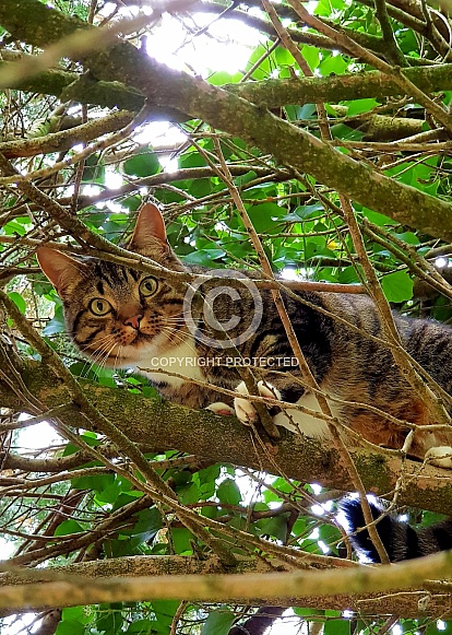 cat up a tree